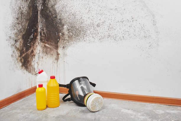 Best Kitchen Mold Remediation in Methuen Town, MA