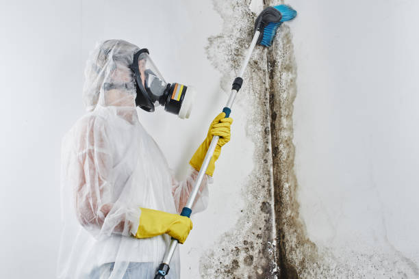 Reliable Methuen Town, MA Mold Remediation Solutions