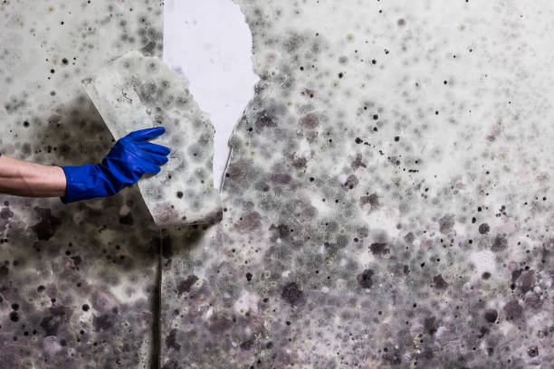 Best Residential Mold Remediation in Methuen Town, MA